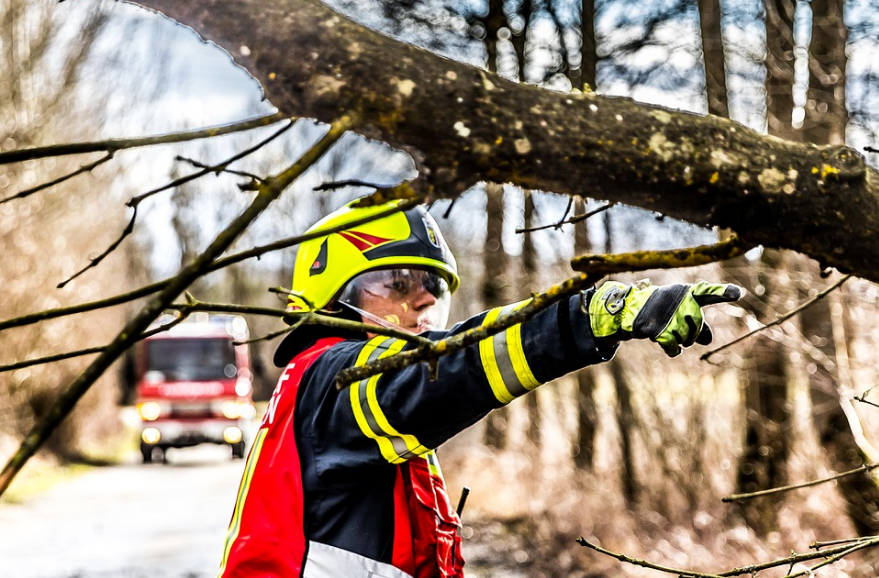 What You Need to Know About Professional Tree Trimming