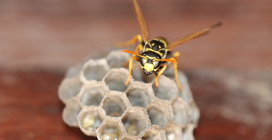 wasps